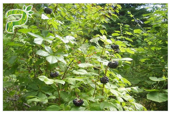 پودر عصاره گیاهان خالص گیاه عصاره سیبری Eleutherococcus Eleutheroside B / E