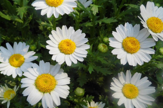 Ingredienti cosmetici naturali CAS del Parthenium di Chryanthemum 20554 84 1 anti infiammatorio