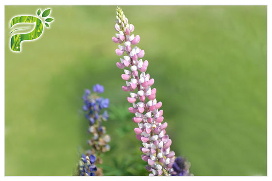 Lupeol استخراج النباتية مسحوق المضادة للالتهابات عالية النقاء 98 ٪ CAS 545 47 1