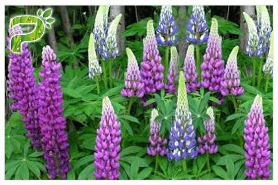 عالية النقاء استخراج النباتية مسحوق CAS 545 47 1 المضادة للالتهابات / بكتيريا لوبيول