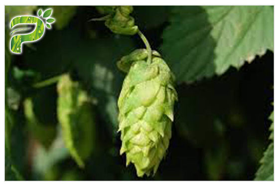 ضد سرطان Humulus Lupulus Linn Extract Xanthohumol 98٪ CAS 6754 58 1 Spectrum Broad