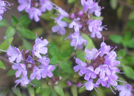 30 - 70٪ محتوای تیمول روغنهای اساسی اسانس طبیعی ضد اکسیداسیون روغنهای معطر