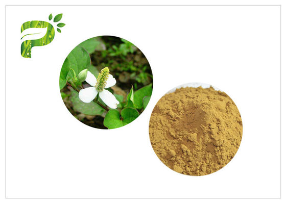 Estratto cosmetico naturale di Houttuyniae Cordata Thund degli ingredienti del condizionatore di pelle