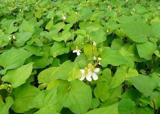 Houttuynia المستخلصات النباتية الطبيعية النقية شكل مسحوق لإدارة الوزن