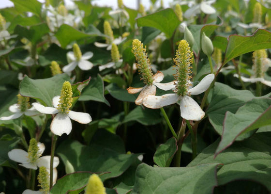 Ditionতিহ্যবাহী উদ্ভিদ এক্সট্র্যাক্ট পাউডার প্রদাহ হাউটিটিউনিয়া কর্ডাটা থুনব এক্সট্র্যাক্ট পাউডার