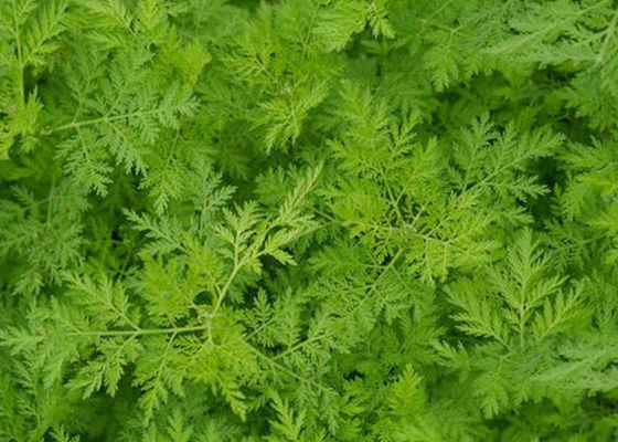 Antimalaria Artemisia Annua مسحوق مستخلصات نباتية CAS 63968 64 9