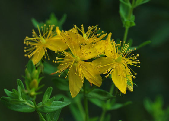 مسحوق مستخلص عشبي من نبتة سانت جون ورت هيبيروسيد CAS 548 04 9