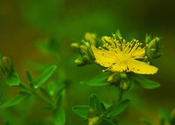 St. John Wort Hypericin Plant Extract Powder CAS 548 04 9 برای سیستم عصبی