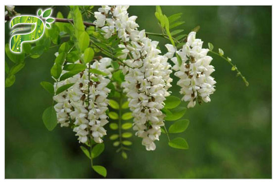 ডায়েট্রি সাপ্লিমেন্টের জন্য সিএএস 117 39 5 অ্যান্টি অক্সিডেশন কুইরেটিন এইচপিএলসি