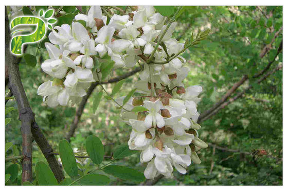 লোয়ার ব্লাড প্রেসার সোফোরা জাপোনিকা এল। এক্সট্রাক্ট কুরসেটিন পাউডার এইচপিএলসি