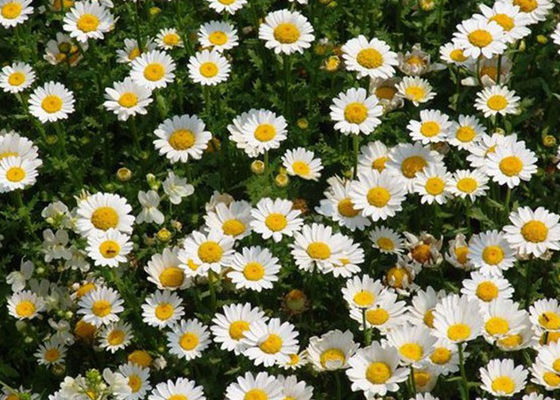 PH4 Pyrethrum Extract مبيدات الآفات الزراعية لمبيدات الآفات النباتية