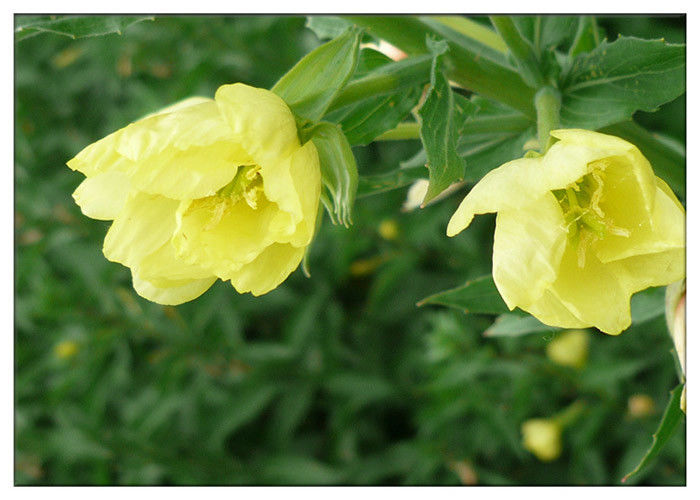 عصاره گیاه شب ادراری عصاره گیاهی طبیعی گاما لینولنیک اسید 9٪ CAS 506 26 3