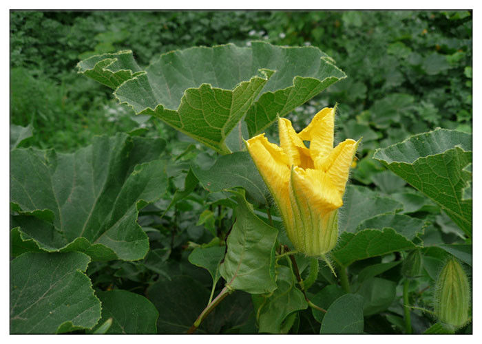 روغن کدو تنبل Ecocert، مکمل روغن کدو تنبل از دانه برای بیماری های قلبی