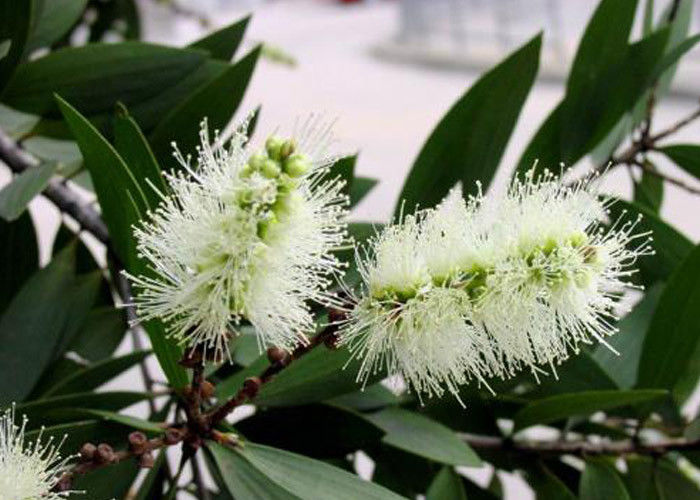 CAS 8008 98 8 روغنهای معطر روغن آروماتراپی با ترکیبات سازگار با سازگار با محیط زیست روغن حاوی روغن Cajeput با Cajeputol