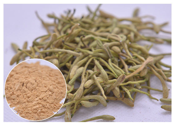 5%, 25% Lonicera japonica Extract Honeysuckle flower powder