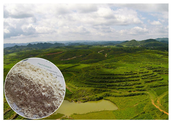 Prevent heart diseases Trans resveratrol 98% 99% Giant Knotweed Extract