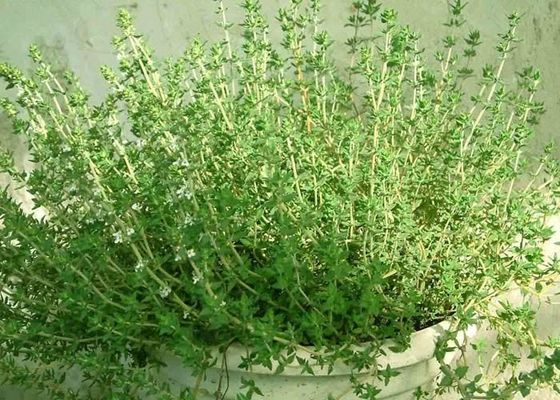 روغن آویشن طبیعی باکتریایی روغن آویشن با Thymol CAS 8007 46 3